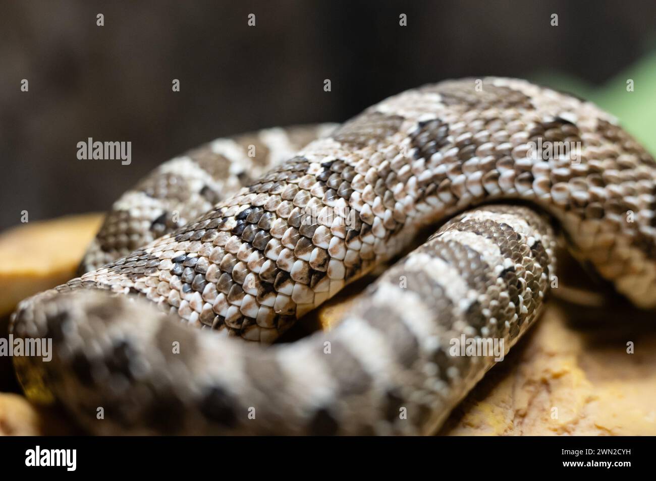 Rottweil, Germany. 28th Feb, 2024. Closeup of a western hooknosed snake in a terrarium. Credit