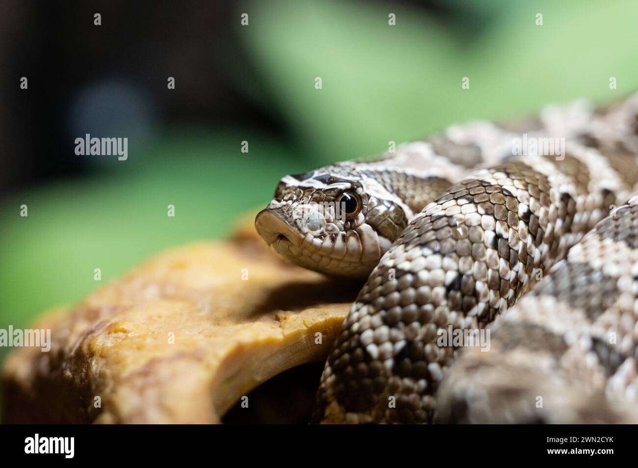 Rottweil, Germany. 28th Feb, 2024. Closeup of a western hooknosed snake in a terrarium. Credit