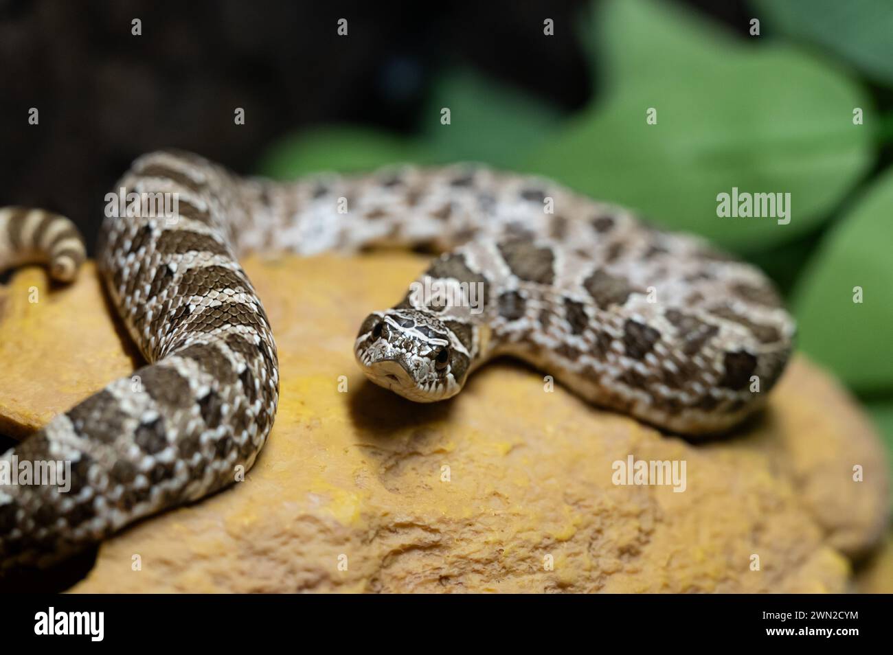 Rottweil, Germany. 28th Feb, 2024. Closeup of a western hooknosed snake in a terrarium. Credit