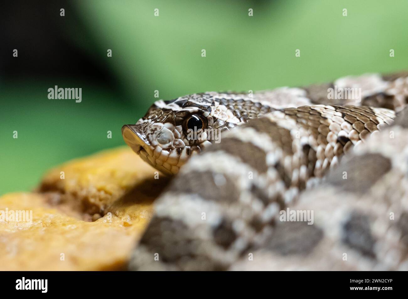 Rottweil, Germany. 28th Feb, 2024. Closeup of a western hooknosed snake in a terrarium. Credit