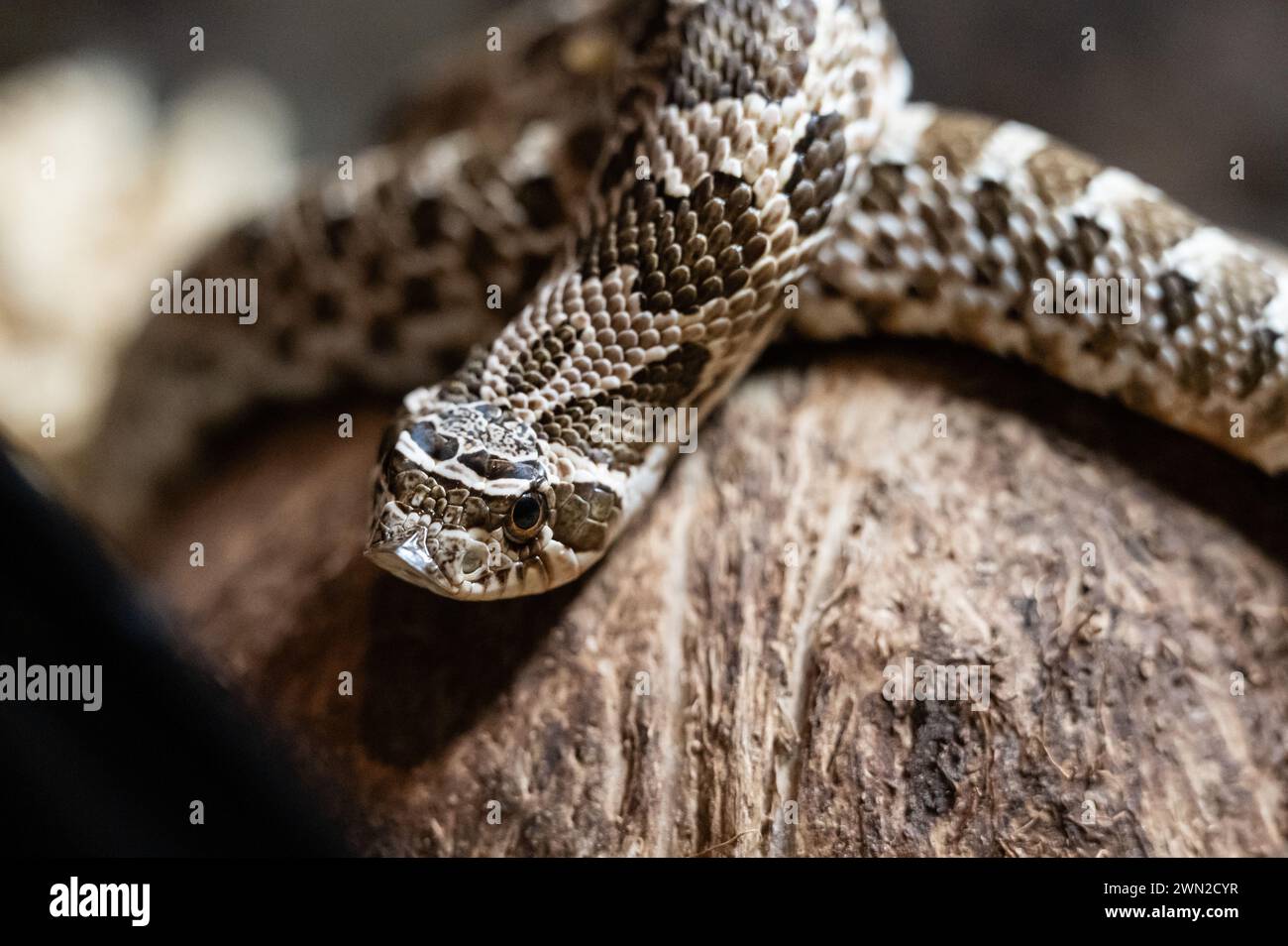 Rottweil, Germany. 28th Feb, 2024. Closeup of a western hooknosed snake in a terrarium. Credit