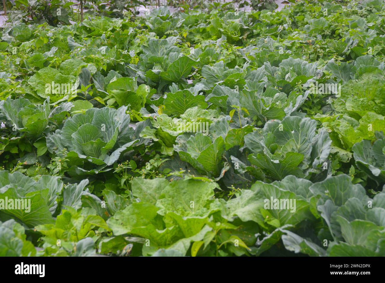 Cabbage Rows Cultivated in Agricultural Field in Indonesia, Wonosobo ...