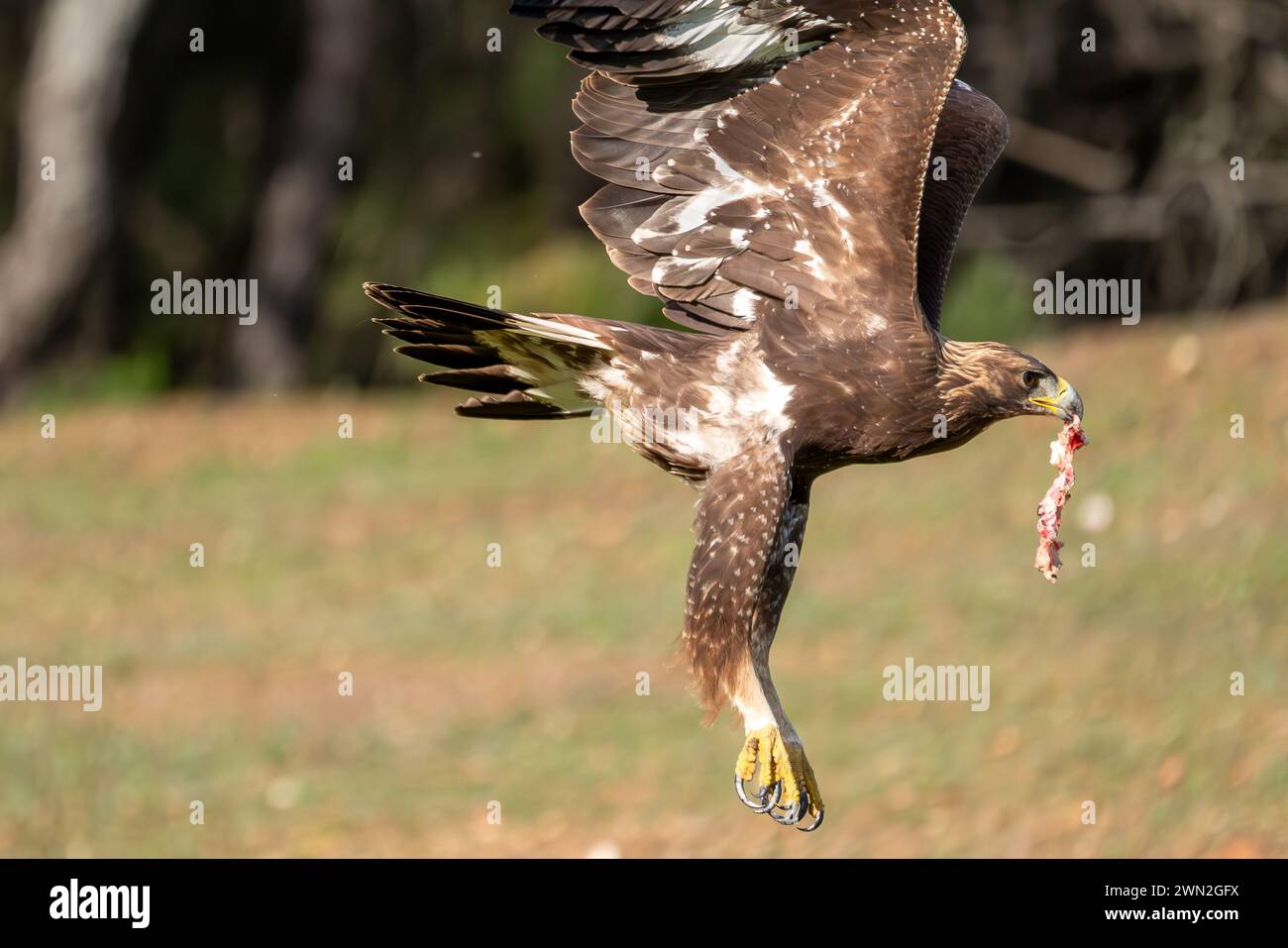 Cook Eagle Bird aviary meat hi-res stock photography and images - Alamy