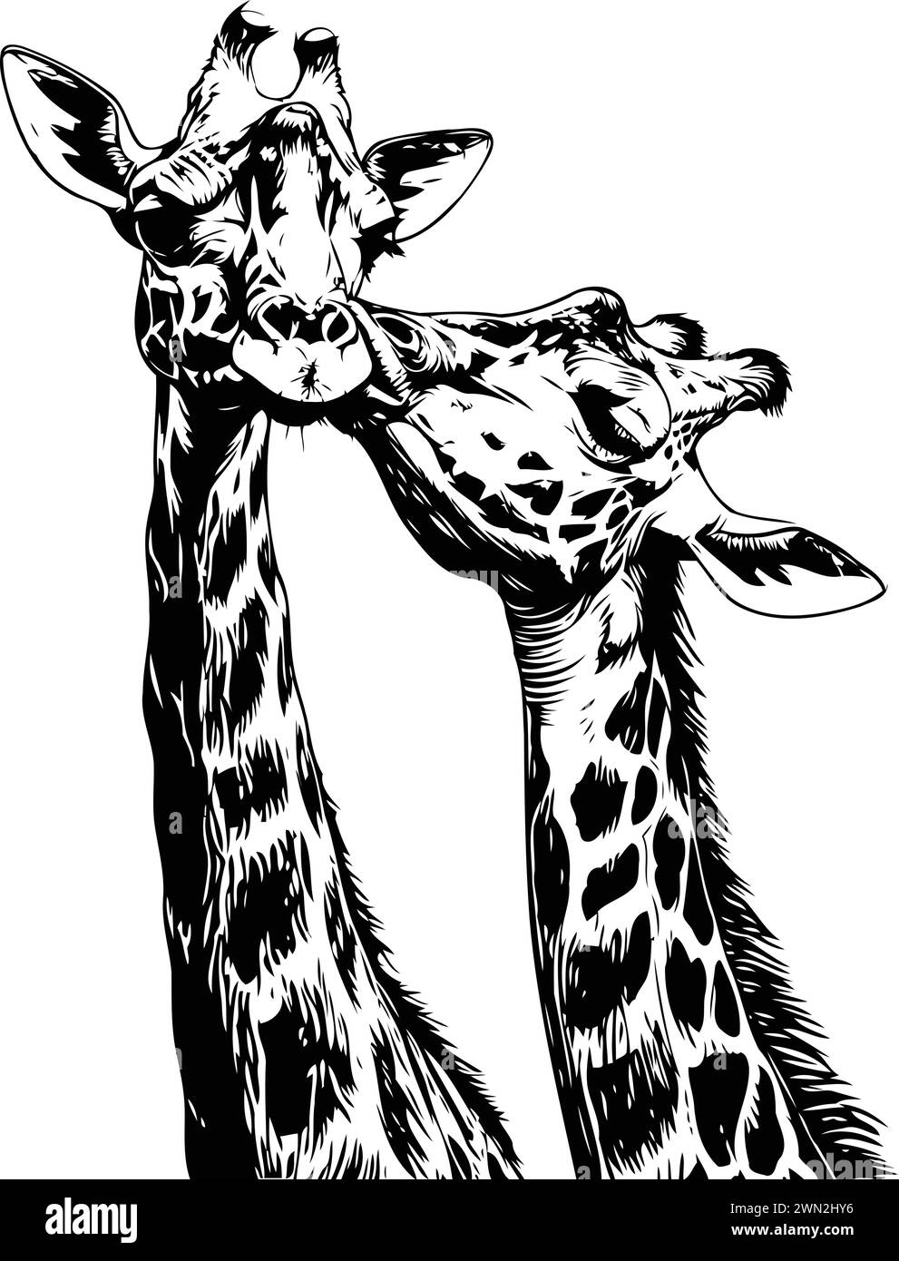 Giraffe head and neck. Vector illustration of a giraffe. Stock Vector