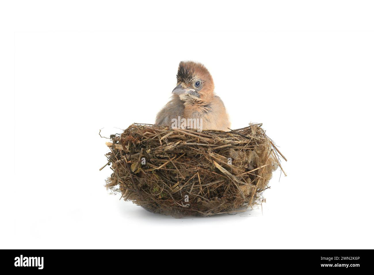 baby bird  jay in a nest isolated on a white background Stock Photo