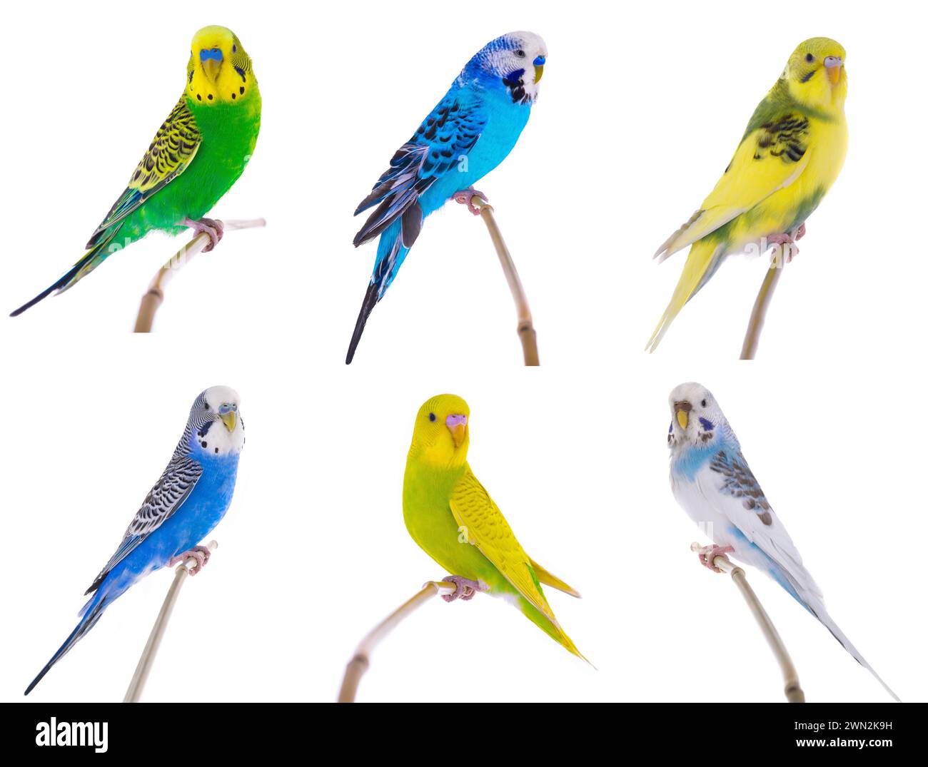 variety by color budgie on a white background Stock Photo - Alamy
