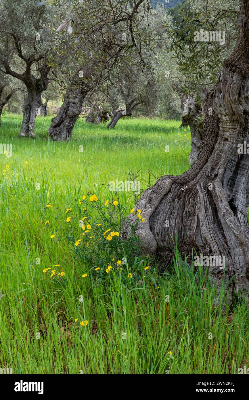 centenary olive trees of Alqueria d´Avall, Bunyola, Mallorca, Balearic Islands, Spain Stock Photo