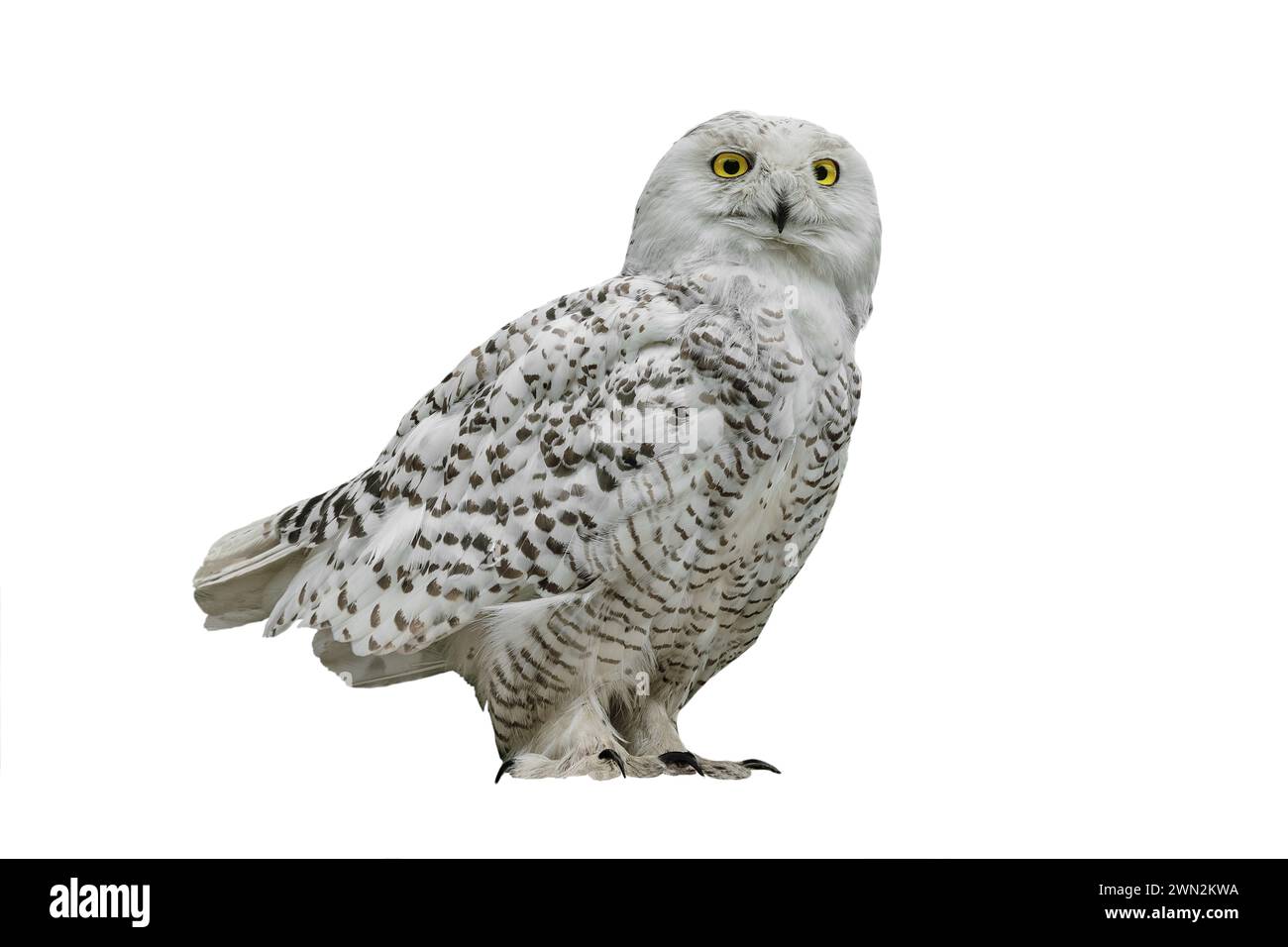 owl (Nyctea scandiaca)  isolated on a white background Stock Photo