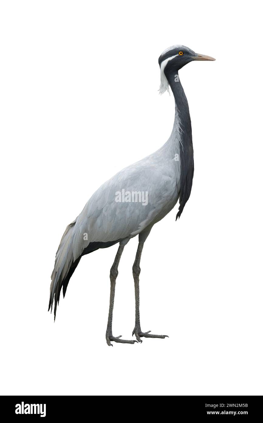 crane isolated on a white background Stock Photo - Alamy