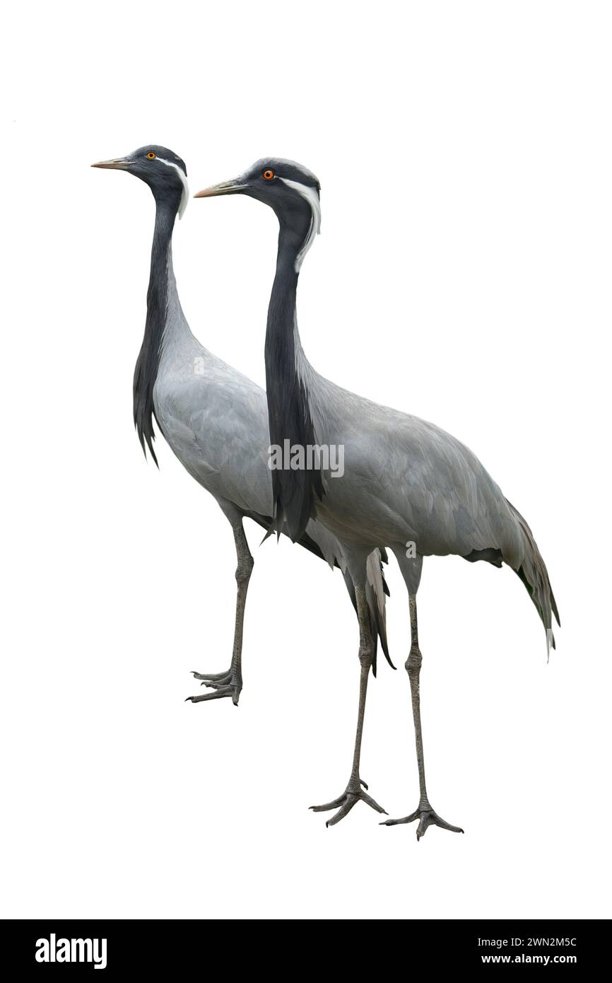 crane isolated on a white background Stock Photo - Alamy