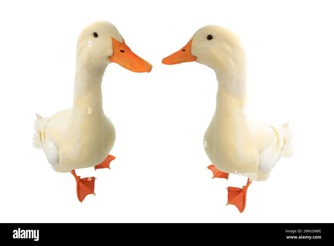 two duck on a white background Stock Photo - Alamy