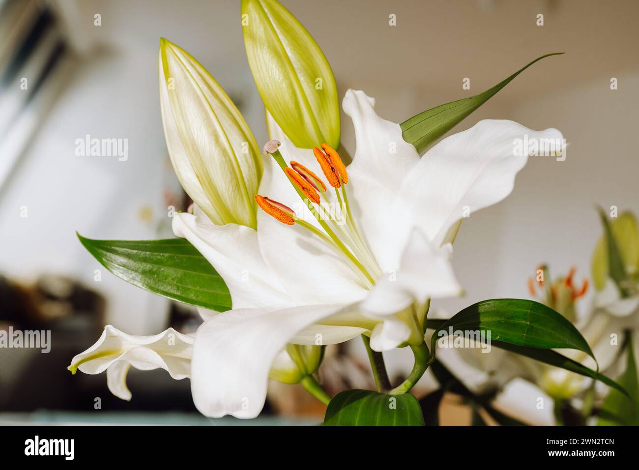 Decorative white lily in hi-res stock photography and images - Alamy