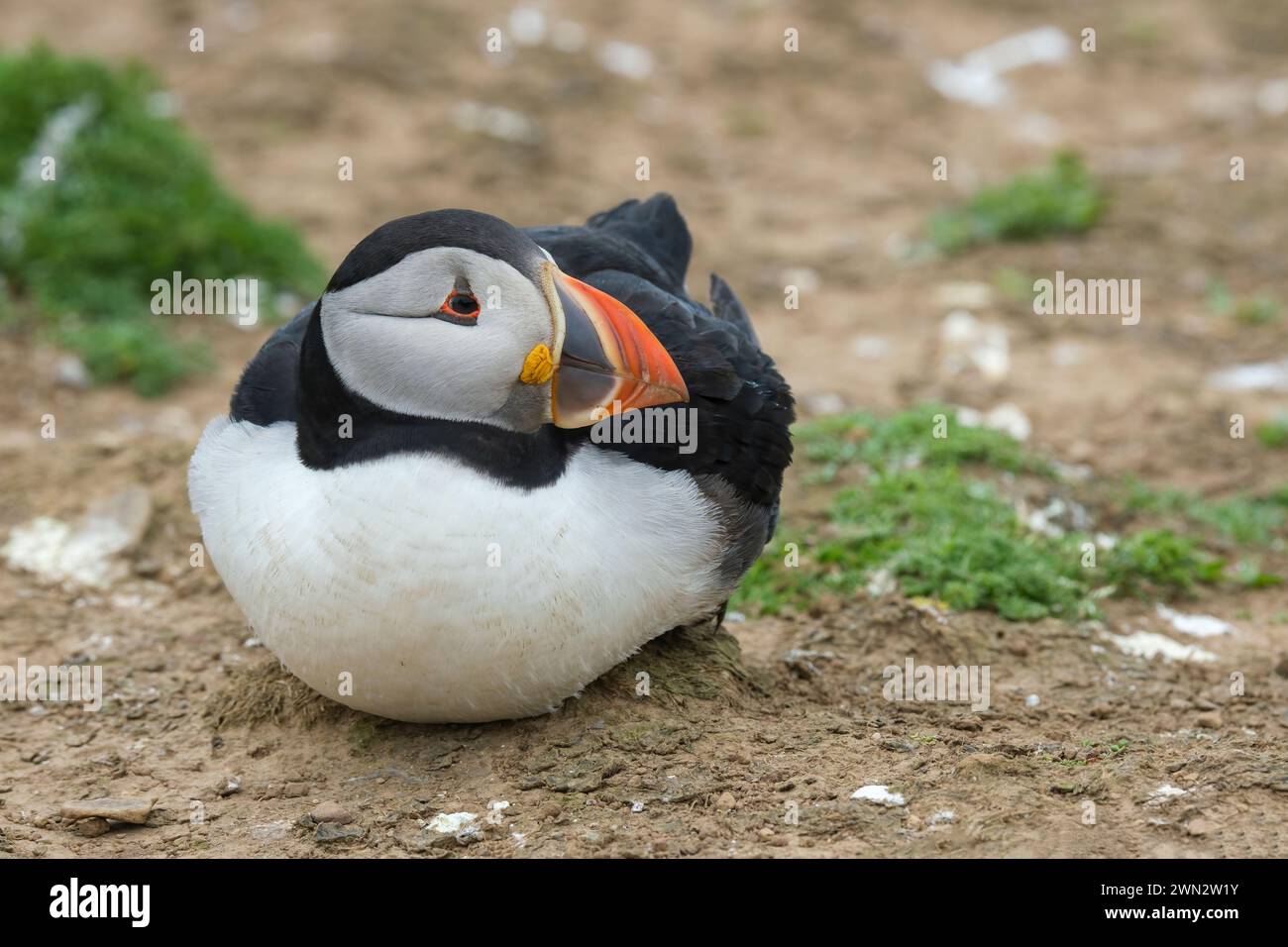 Adult Atlantic Puffin, Fratercula artica sitting down, side view of head, close up Stock Photo