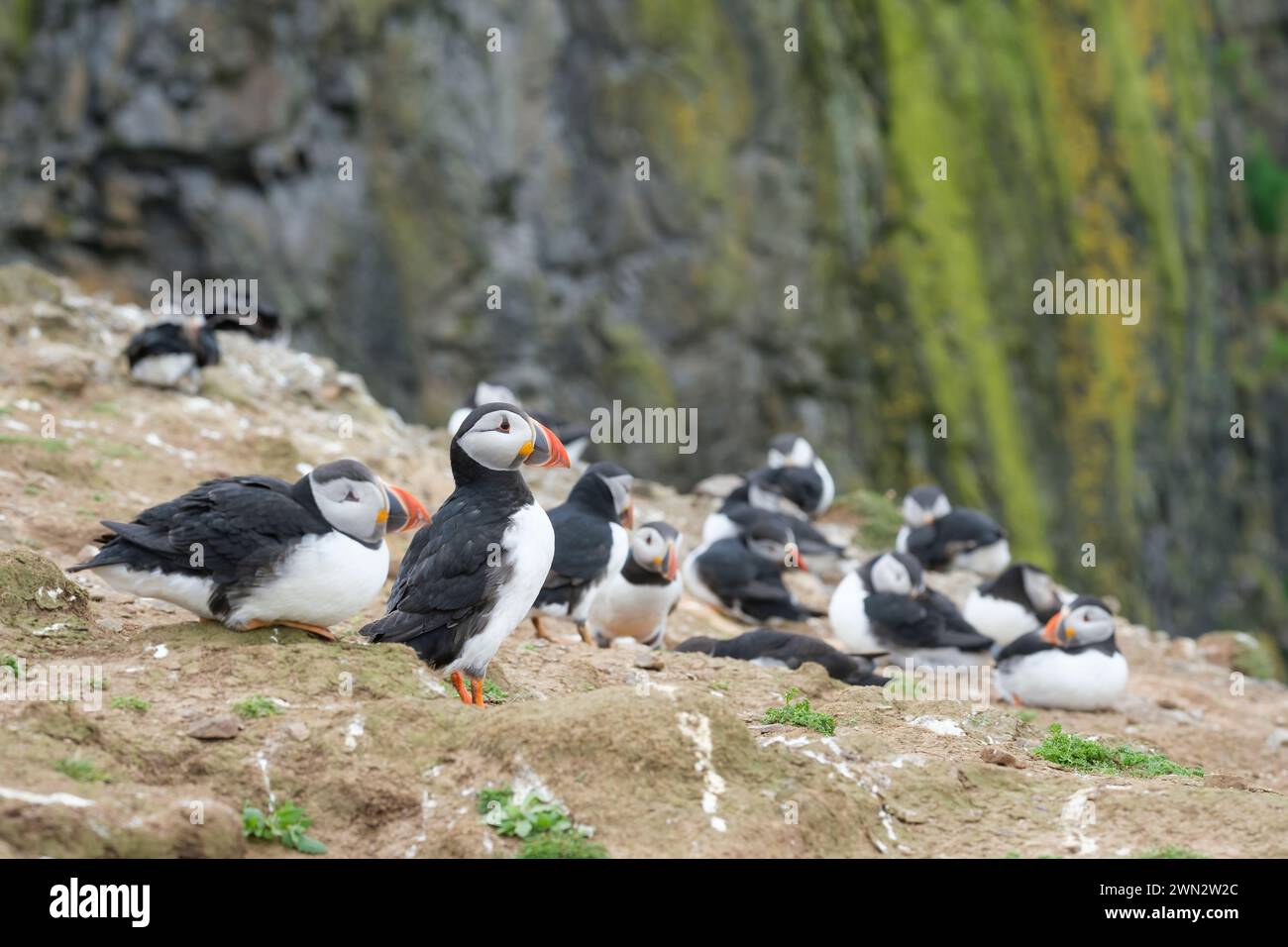 Atlantic Puffins, Fratercula artica in breeding plumage perched on a sea cliff Stock Photo