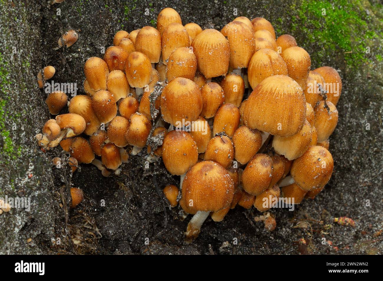 Cluster of Mica caps or Glistening inky caps growing on a rotting tree stump Stock Photo