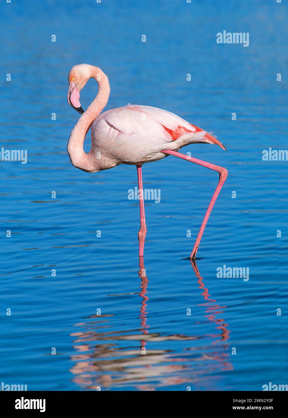 Greater flamingo walking in lagoon. Phoenicopterus ruber Camargue / France Stock Photo