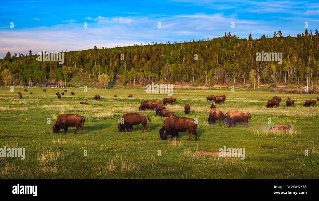 Bison herd grazing in a meadow in Grand Teton National Park, Wyoming Stock Photo