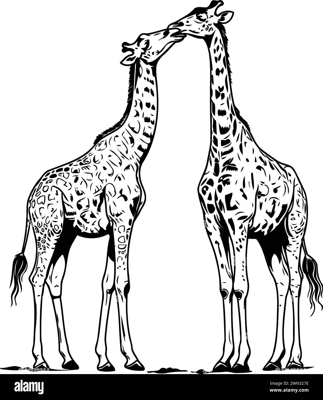 Two giraffes. Vector illustration of two giraffes Stock Vector Image