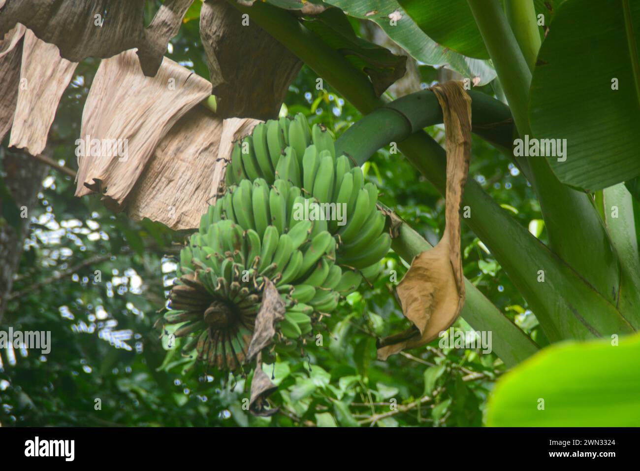 Scene of a banana tree that grows in the yard of the house. Banana