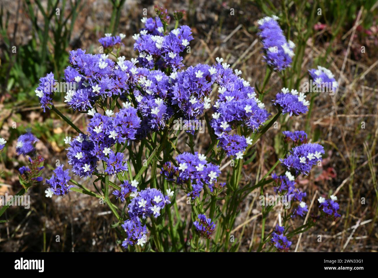 Limonium sinuatum (L.) Mill or Perennial sea-lavender Stock Photo