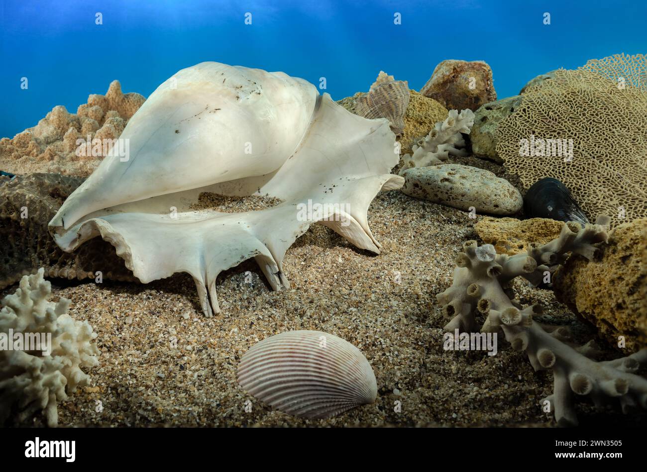 White Lambis truncata sea shell underwater. Shell on the seabed Stock Photo