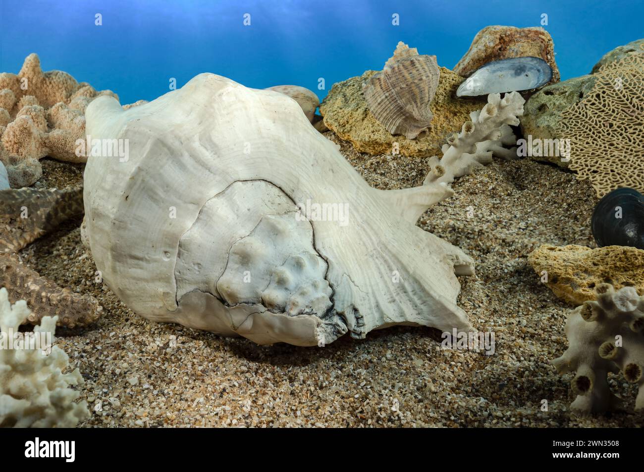 White Lambis truncata sea shell underwater. Shell on the seabed Stock Photo