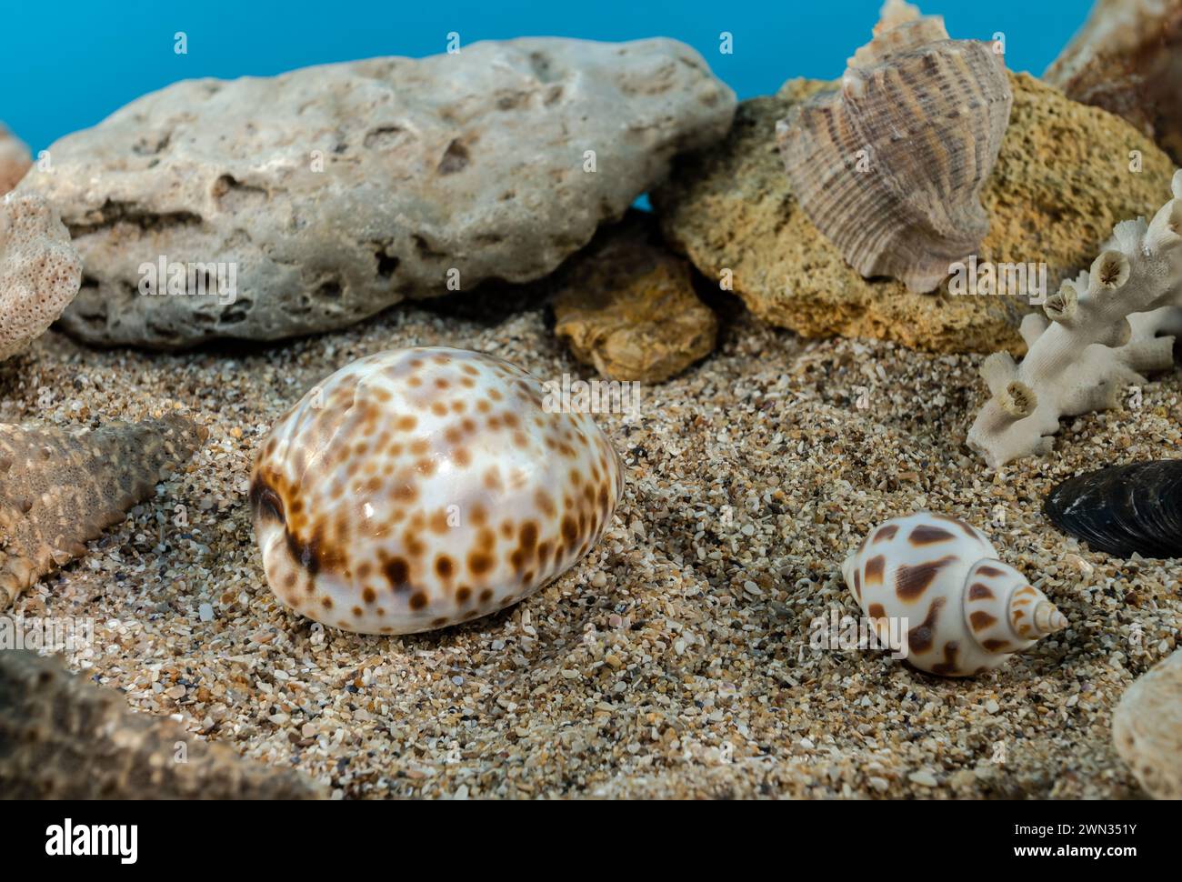 Tiger Cowrie sea shell underwater. Shell on the seabed Stock Photo