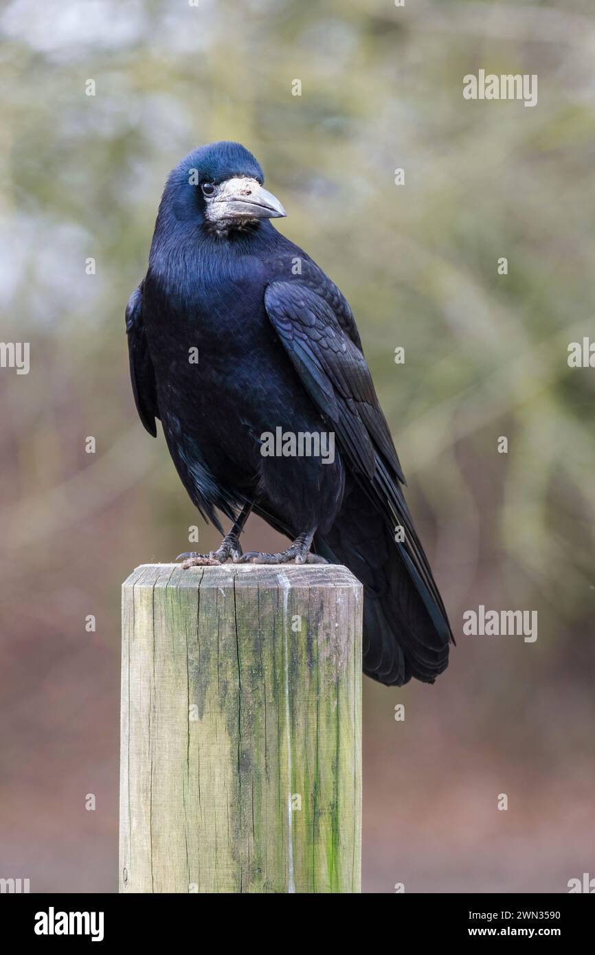 Rook Corvus frugilegus rook hi-res stock photography and images - Alamy