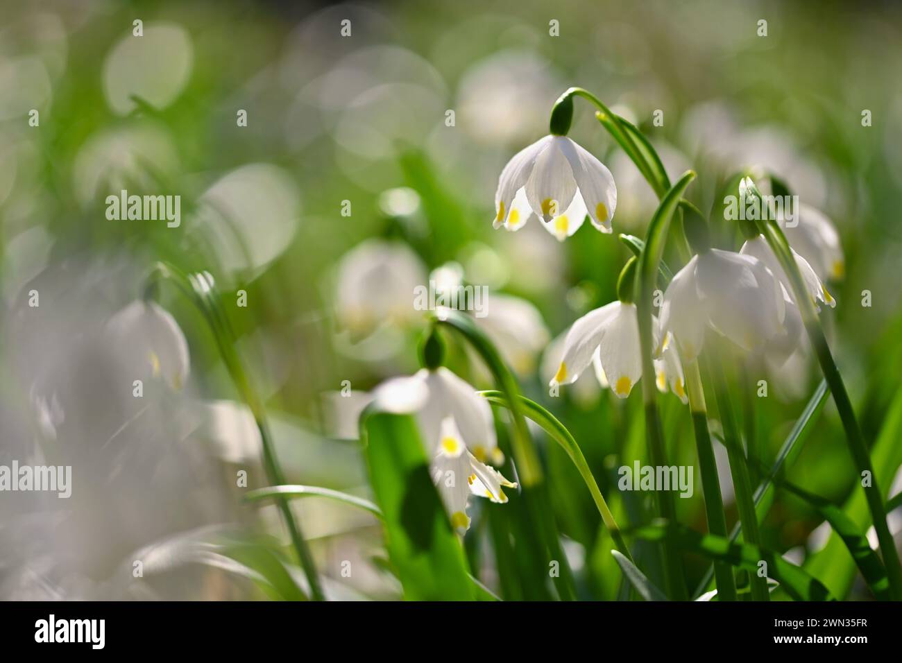 Spring snowflake flower (Leucojum vernum). Beautiful white spring ...