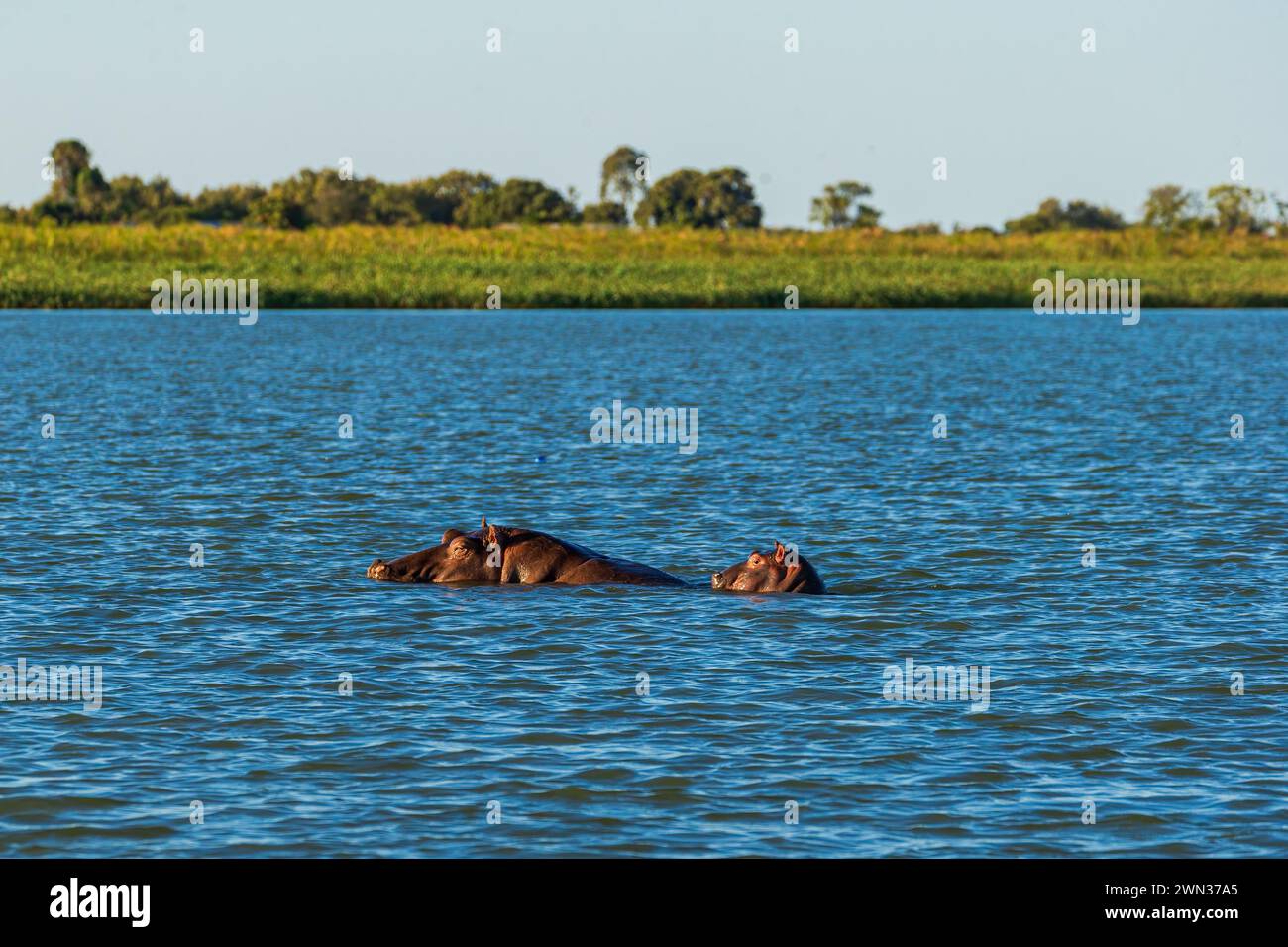 Submerged hippos in lake Tana,mother with cub. Stock Photo