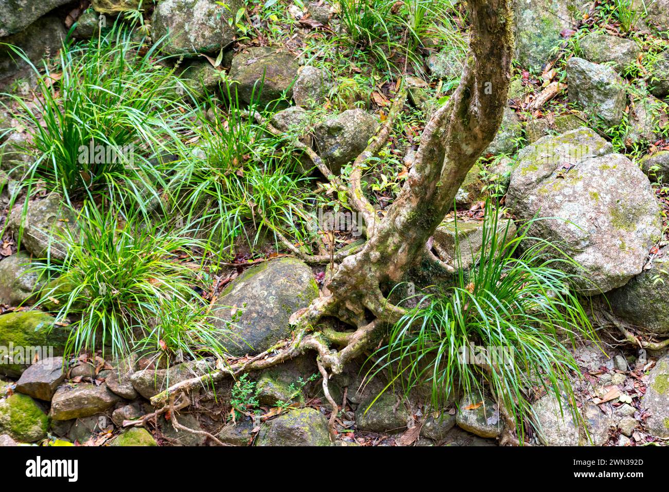 A tree and some native grasses still thrive in the largely infertile soils but high rainfall of the rainforest understory in Mossman Gorge, Queensland Stock Photo