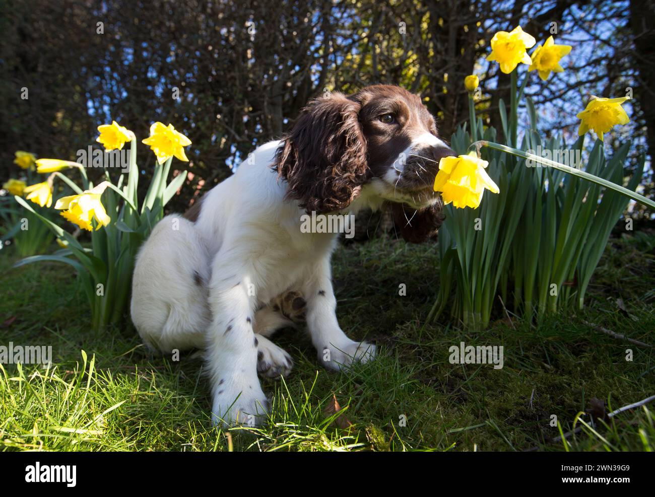 09/02/15  Four-month-old Springer Spaniel, Chester, smells daffodils for the first time on a beautiful spring-like day near Brailsford, Derbyshire.  A Stock Photo