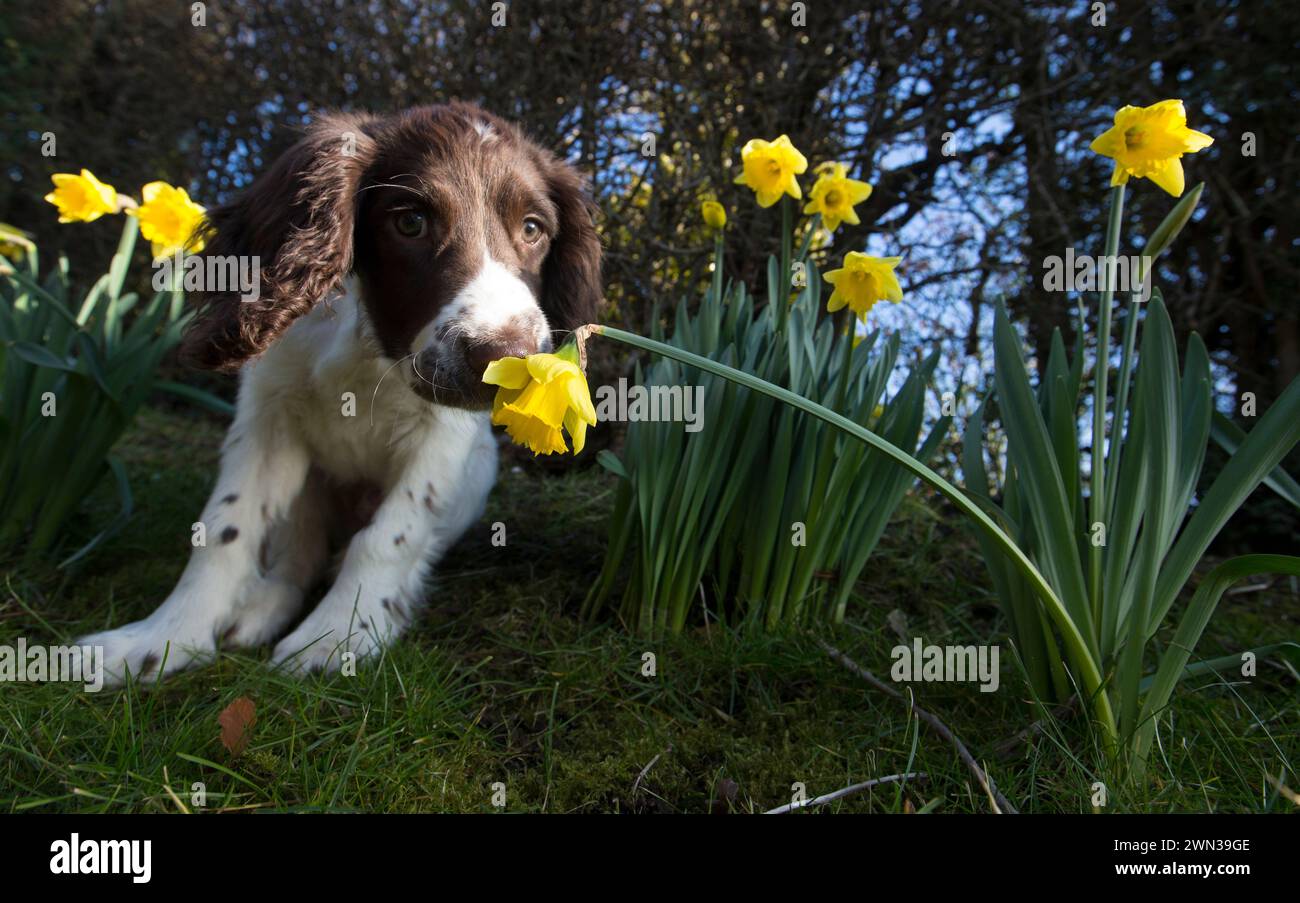 09/02/15  Four-month-old Springer Spaniel, Chester, smells daffodils for the first time on a beautiful spring-like day near Brailsford, Derbyshire.  A Stock Photo