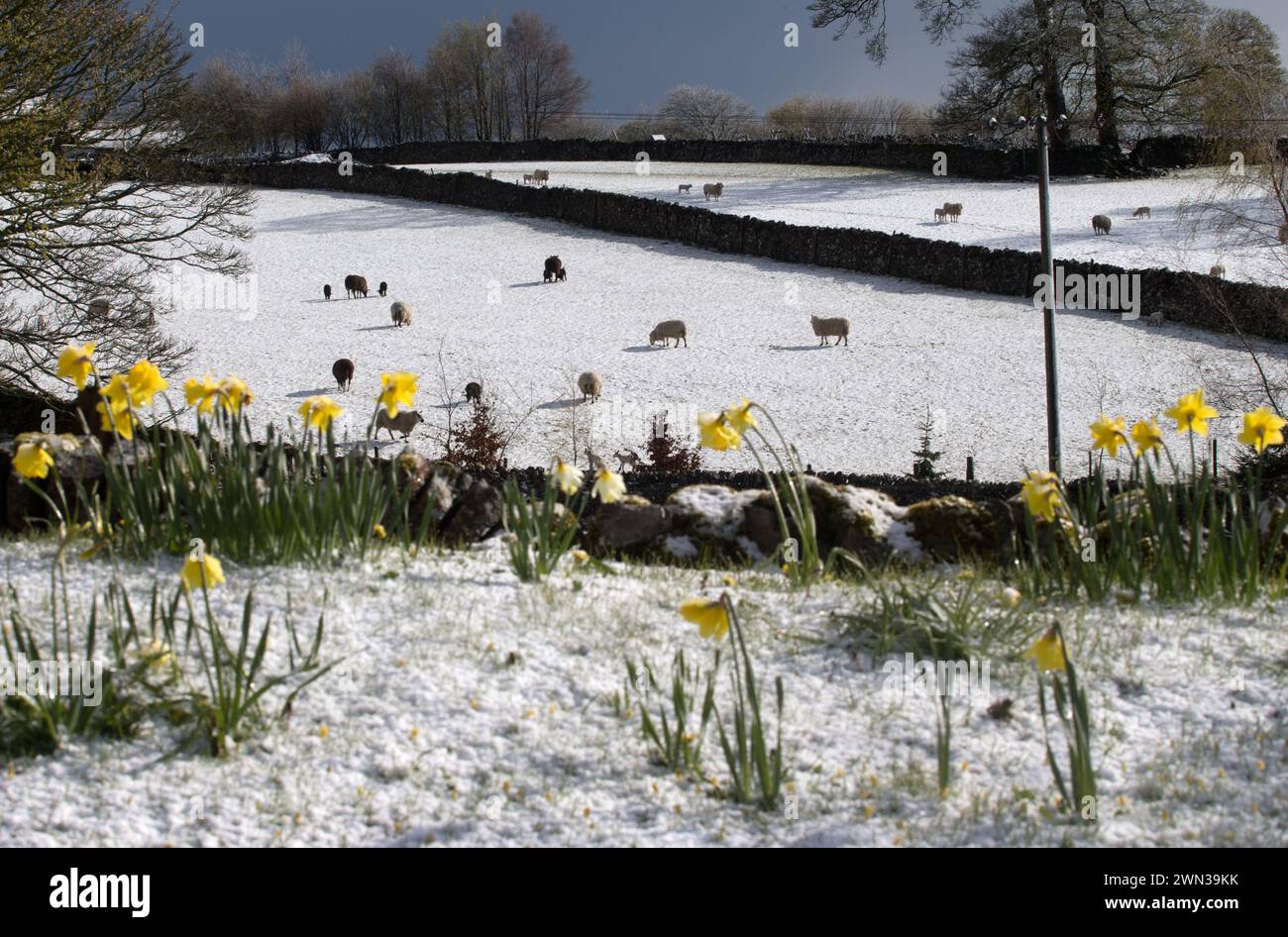 26/04/16  Sheep and young lambs are framed by springtime daffodils near Alstonefield in the Staffordshire Moorlands after snowfall in the Peak Distric Stock Photo