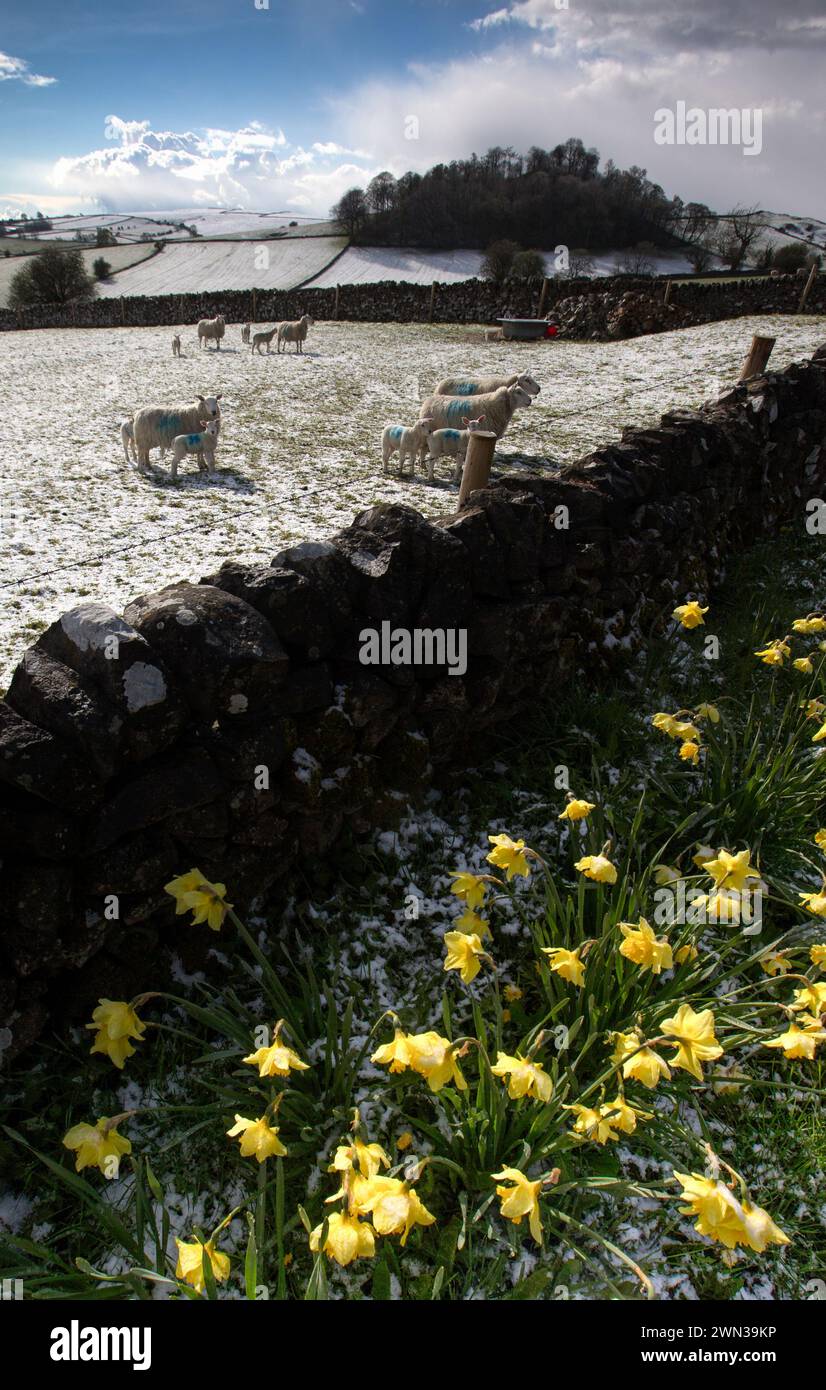26/04/16  Sheep and young lambs are framed by springtime daffodils near Alstonefield in the Staffordshire Moorlands after snowfall in the Peak Distric Stock Photo