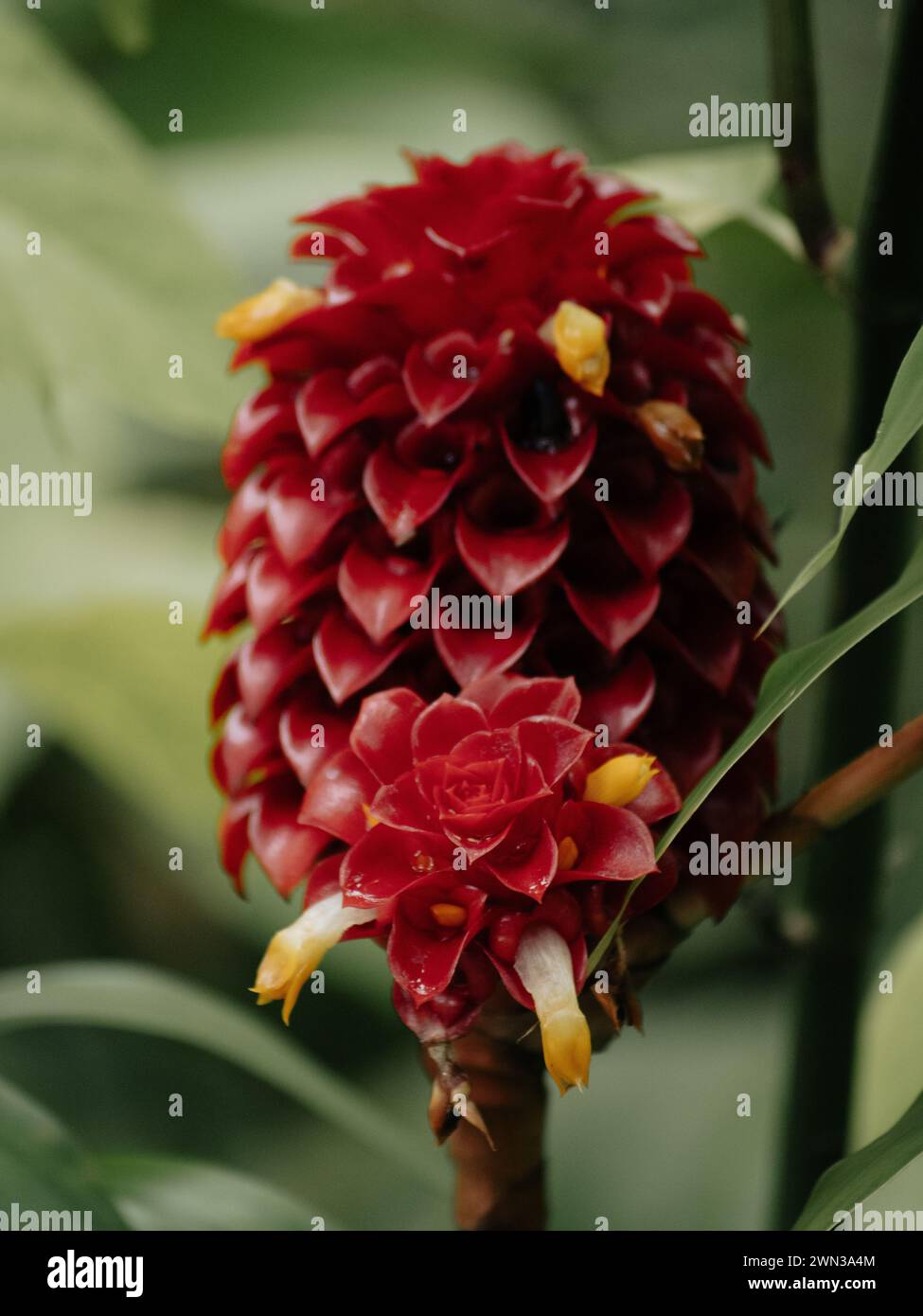 Close-up of vibrant red wax ginger plant, Tapeinochilos ananassae Stock Photo