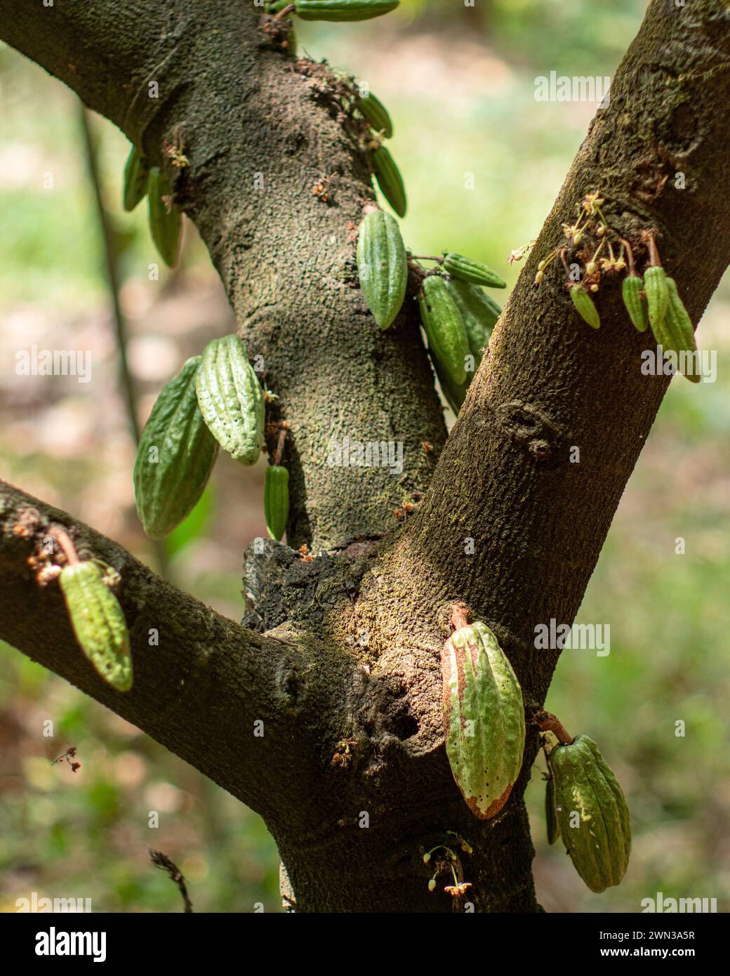 A cocoa tree with hanging fruits Stock Photo - Alamy