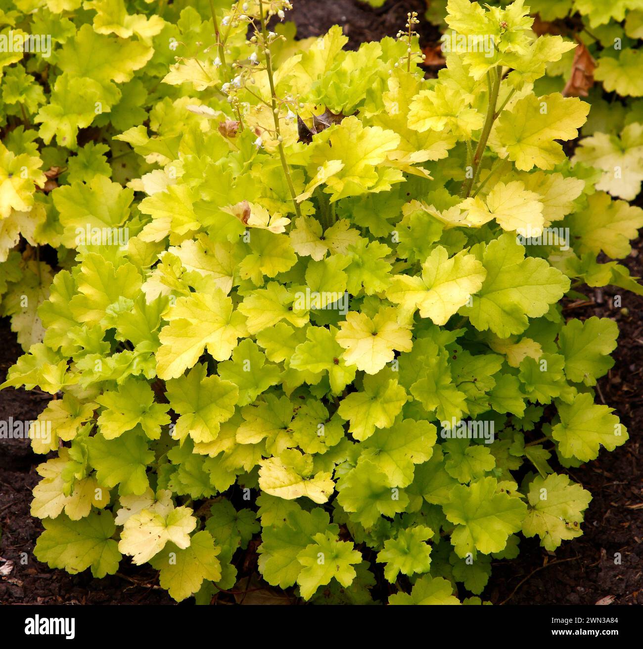 Closeup of the lime green frilled leaves of the low growing perennial garden plant heuchera lime marmalade. Stock Photo