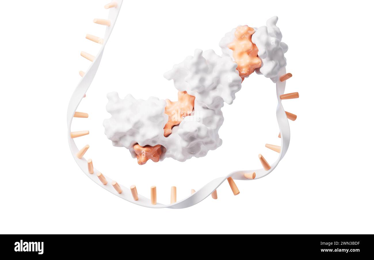 RNA and proteins with biological concept, 3d rendering. 3D illustration. Stock Photo