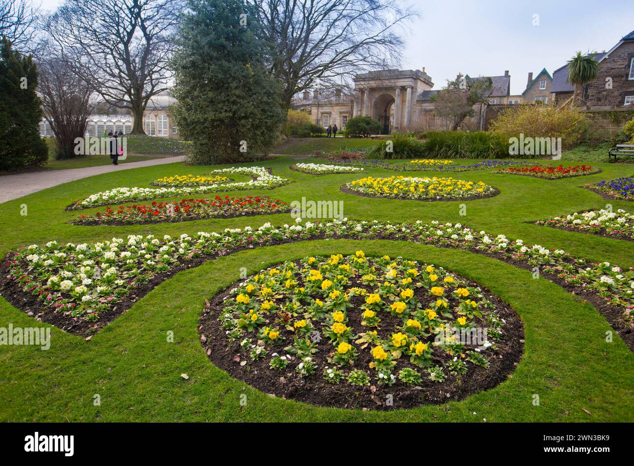 22/03/15 Primulas in the spring sunshine at Sheffield Botanical Gardens ...