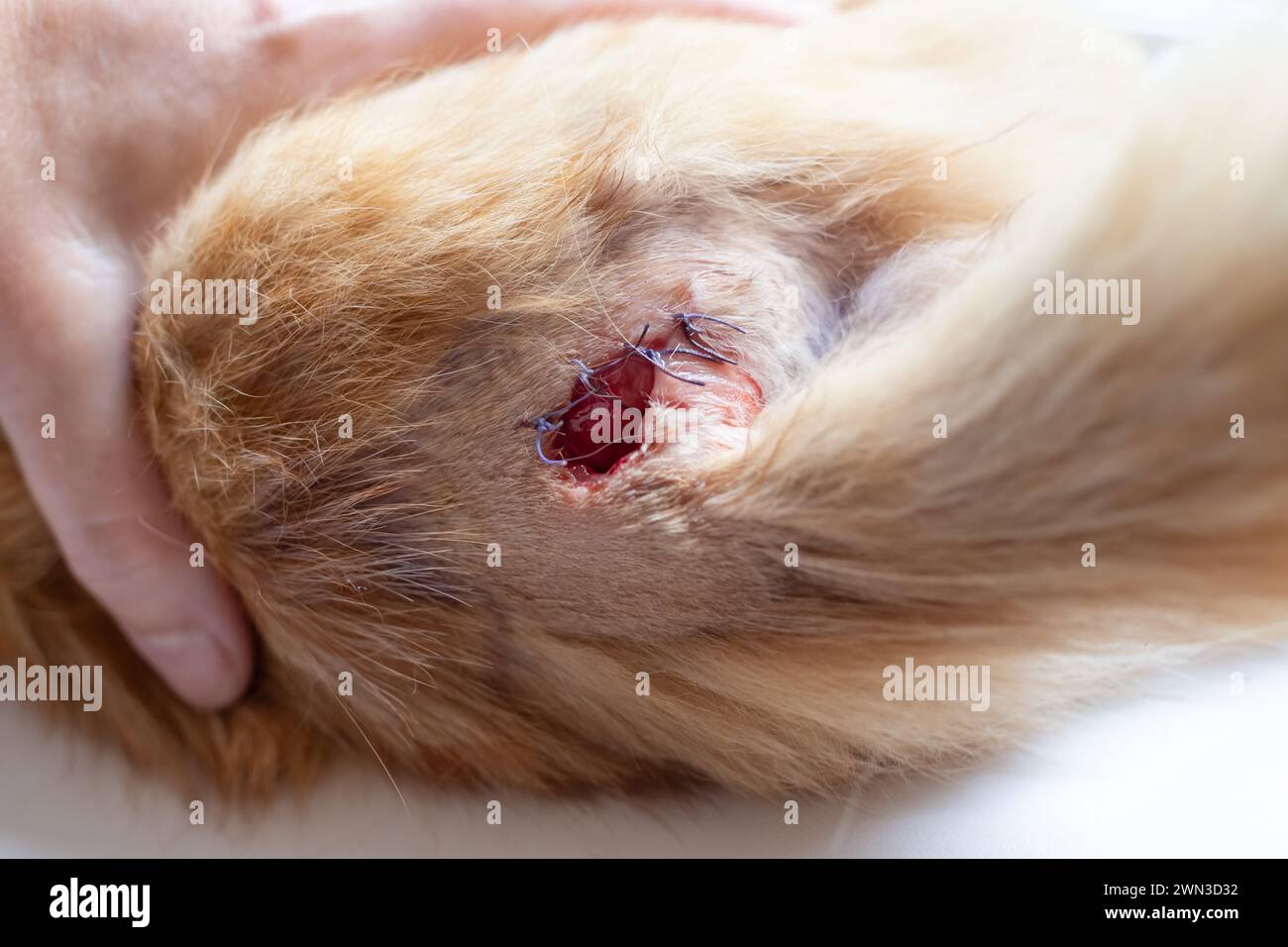 The surgical suture has come apart on the cat's skin. Abscess removal and surgical suture care. Stock Photo