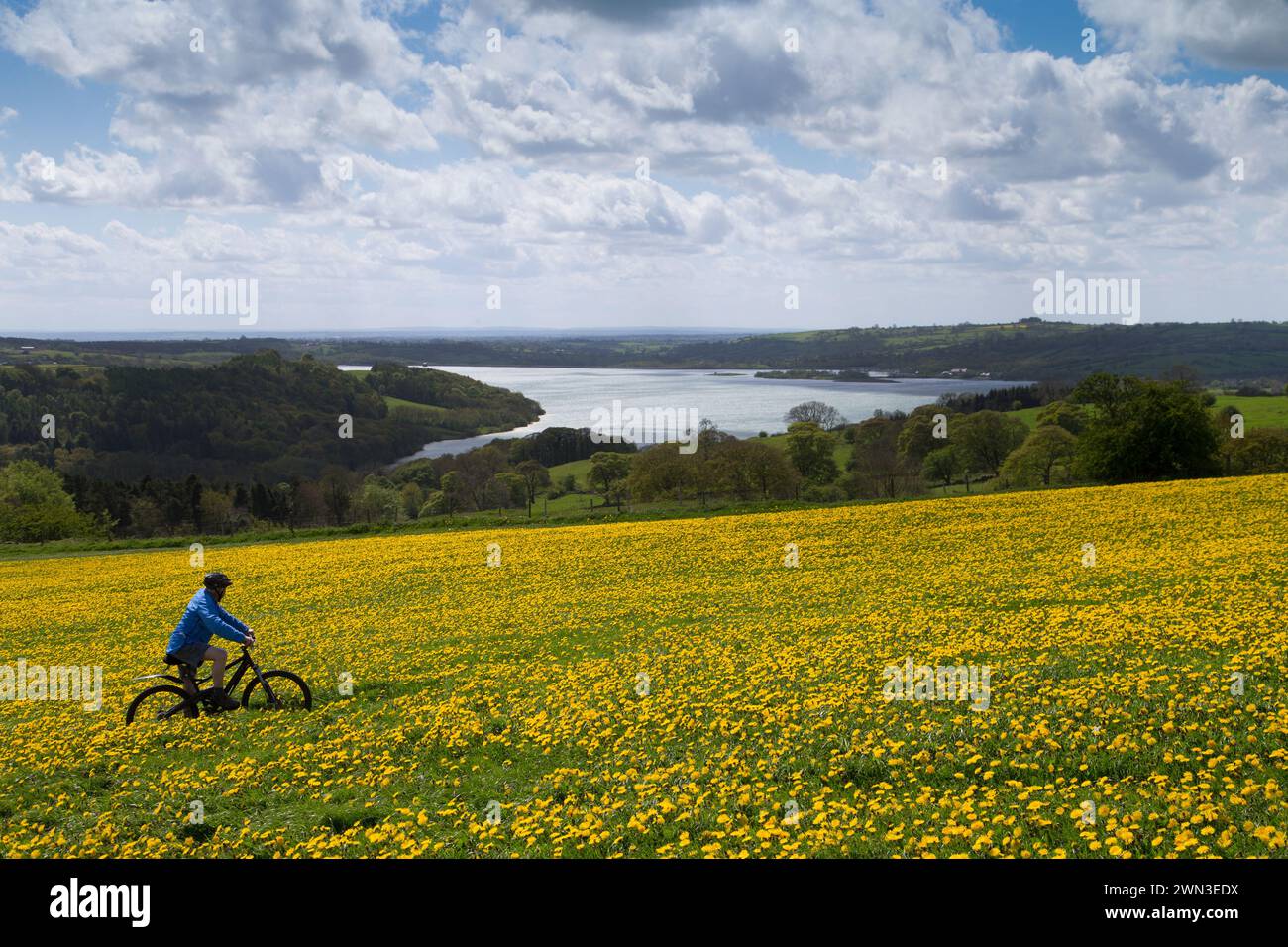 12/05/15  Pete Tye, 76, stops his bicycle near Middleton Top, Wirksworth, to catch his breath and marvel at a stunning vista of acres of dandelions st Stock Photo