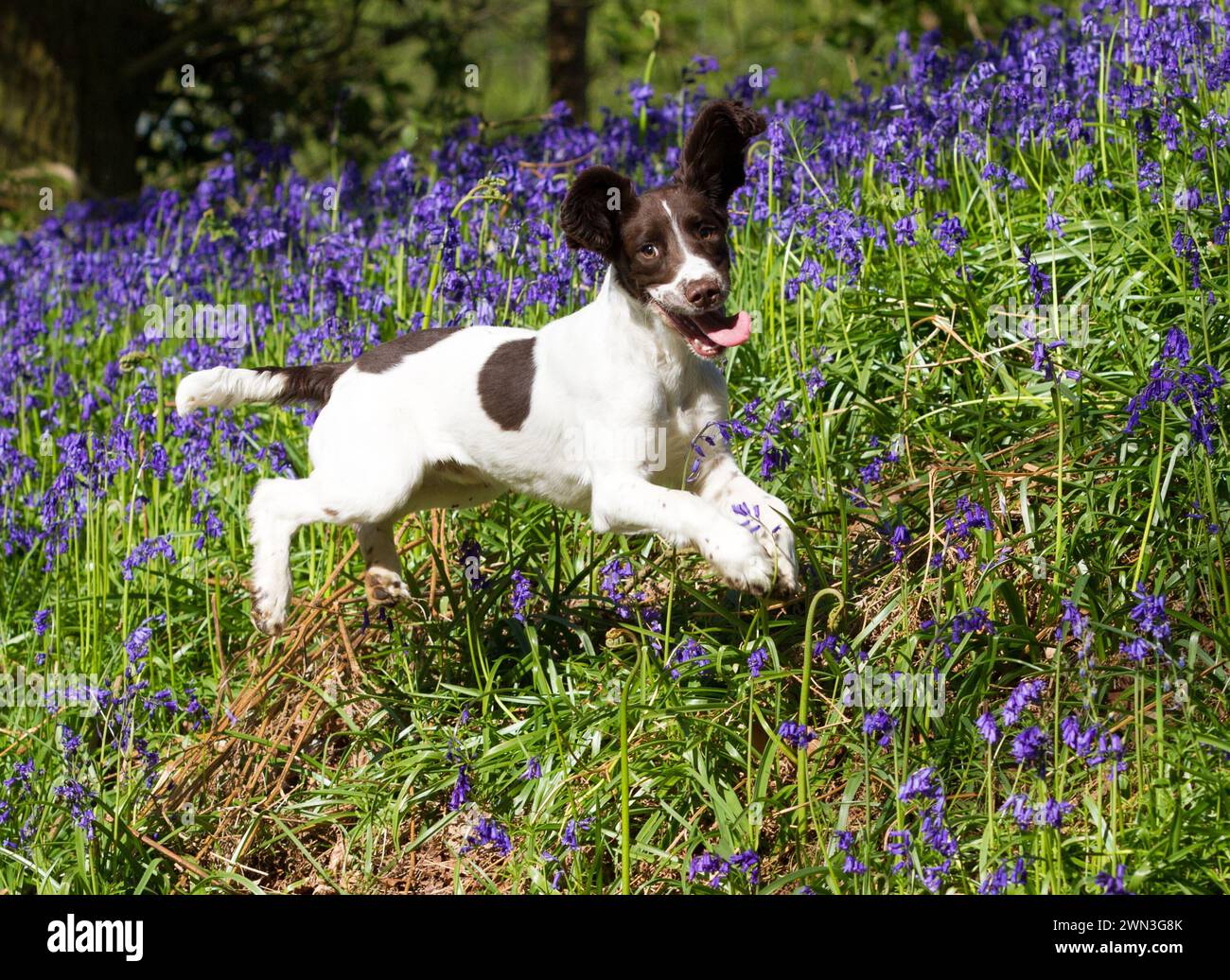 21/05/15  As the sun makes a welcome return, seven-month old, springer spaniel, Chester, leaps for joy in a bluebell wood in Snelston, Derbyshire.  Al Stock Photo