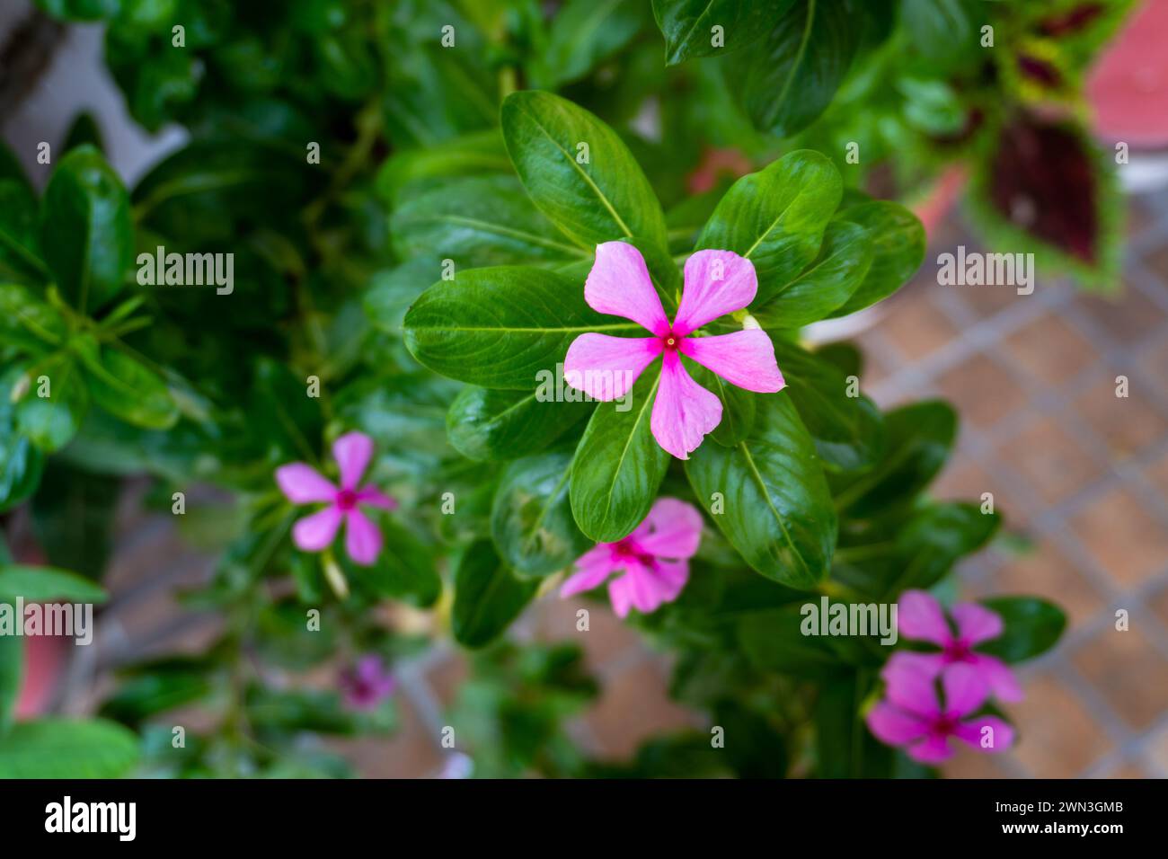 Madagascar Periwinkle ( Catharanthus roseus) pink flower plant in full blown in an Indian Terrace garden. Uttarakhand India Stock Photo