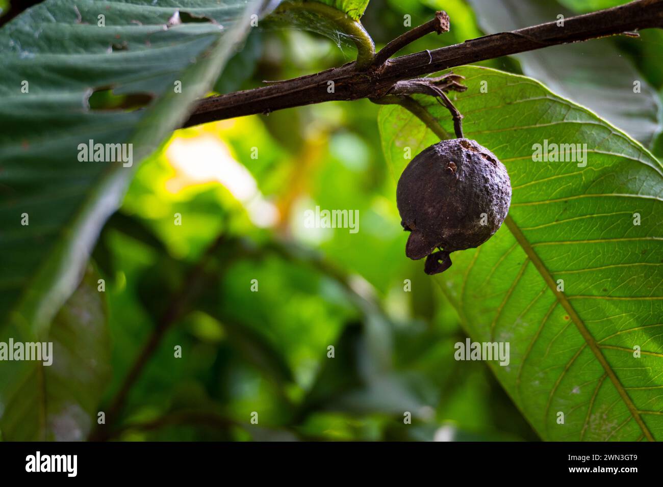 Organic Farming Challenge: Darkened Guava Fruit Due to Pests-Diseases in Uttarakhand, India Stock Photo