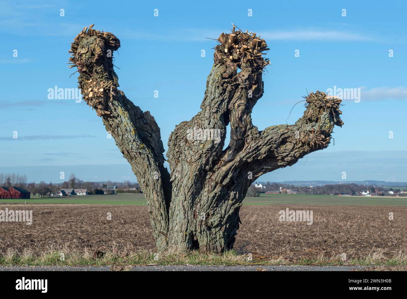 Freshly pruned willow tree in Skurup municipality, Skåne, Sweden