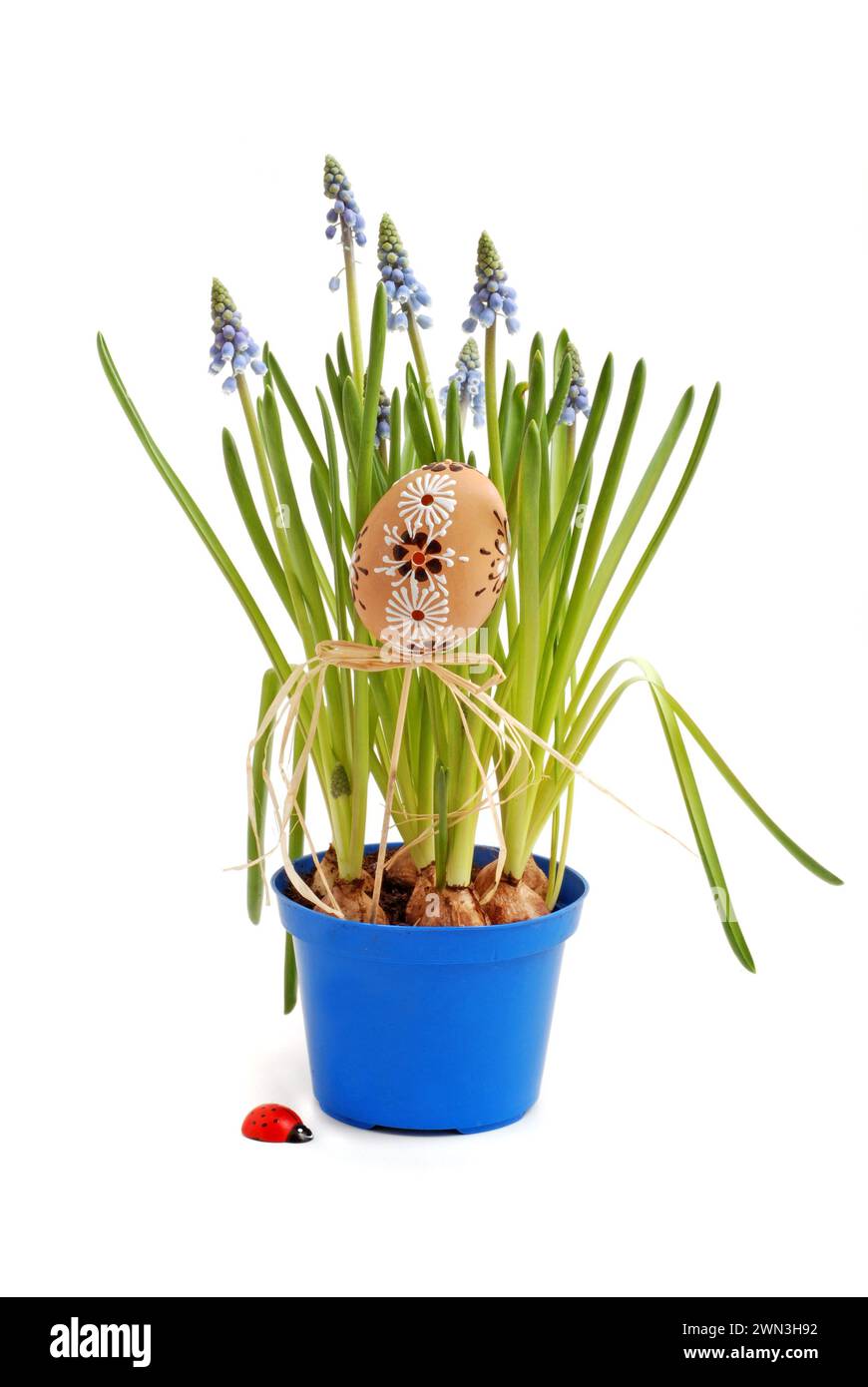 Spring flowers muscari hyacinth in pot and easter egg. Stock Photo