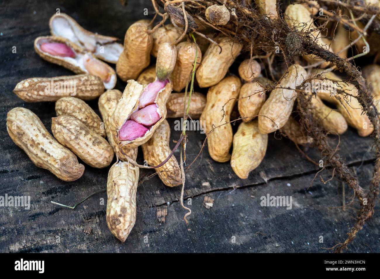 The peanut (Arachis hypogaea), also known as the groundnut, Organic Harvest: Freshly Harvested with Leaves - Uttarakhand, India - Agriculture Stock Im Stock Photo