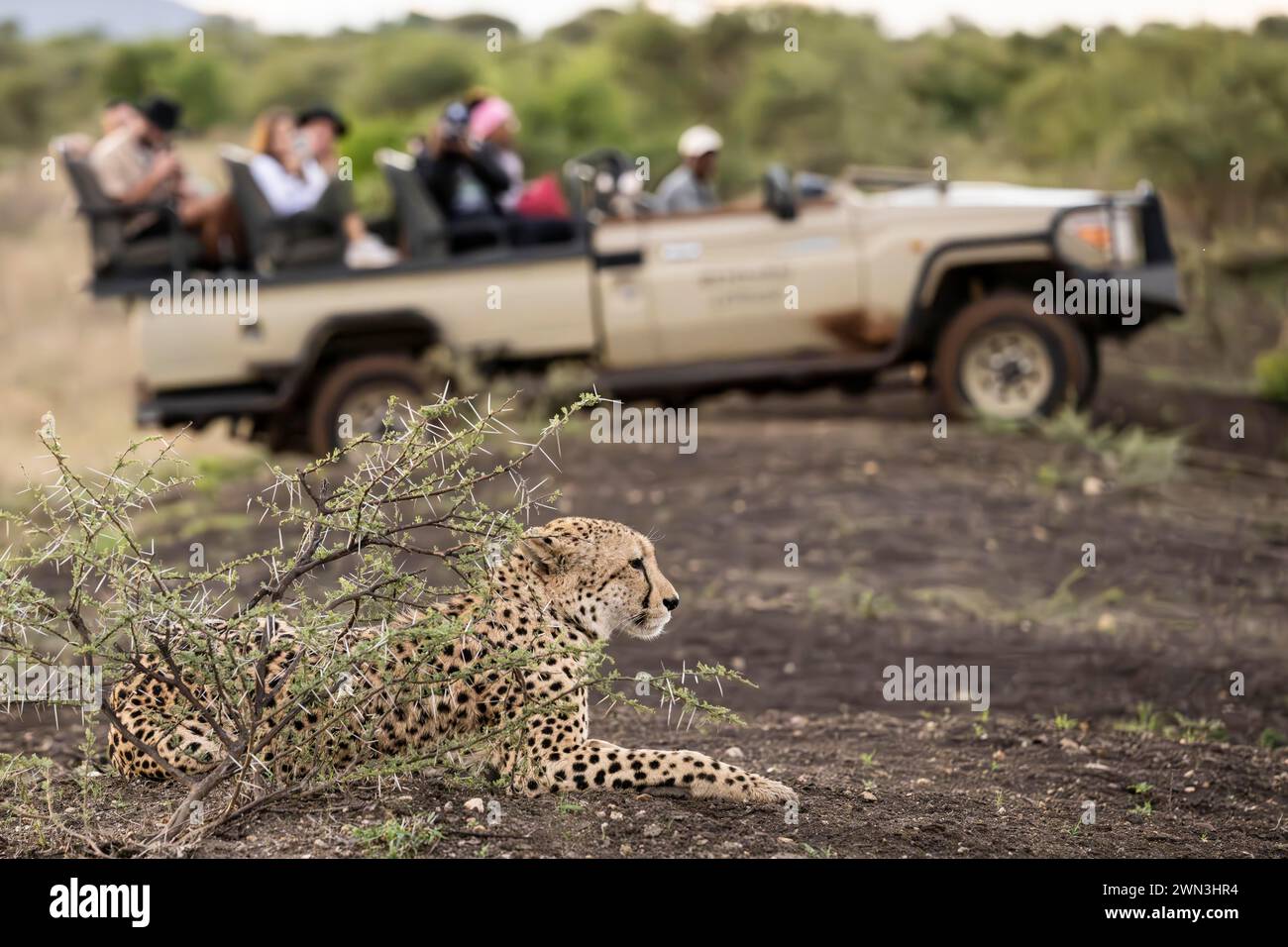Cheetah (Acinonyx jubatus) with safari vehicle, Madikwe Game Reserve, North West Province, South Africa, RSA Stock Photo