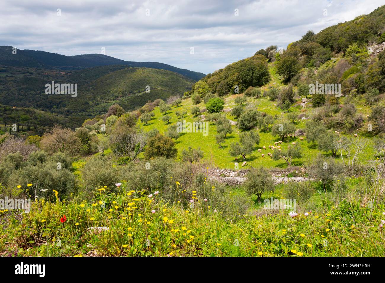 Natural landscape with green fields, forests and a cloudy sky radiating peace and space, near Platania, Peloponnese, Greece Stock Photo